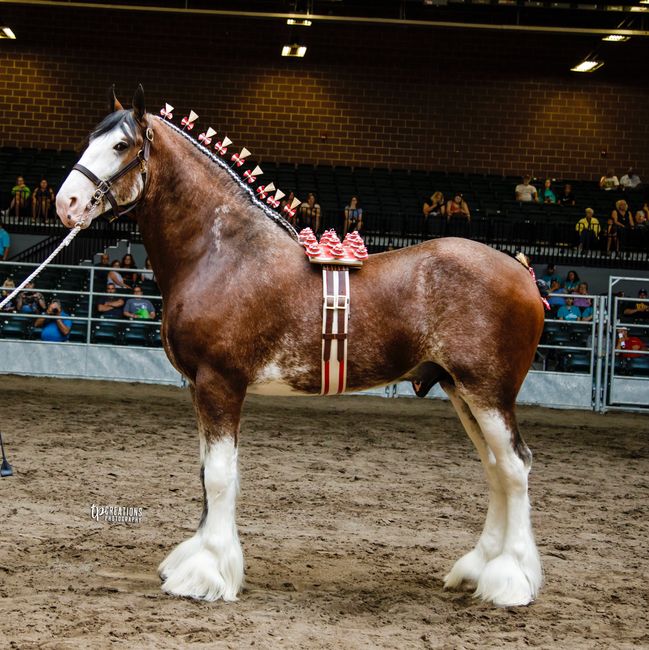 Show Results Canwest Clydesdales